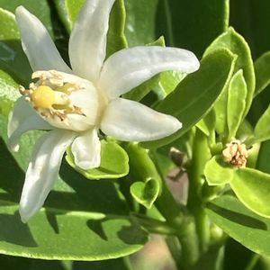 ♧ 今日のお花　♣︎,畑の画像