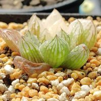 オブツーサ,ハオルチア,オブツーサ錦,多肉植物,初心者の画像