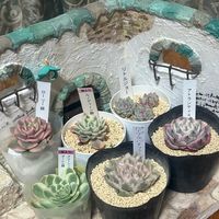 アルメリア,多肉植物,光乃園,椙本神社,柴田ケイコさん絵馬の画像