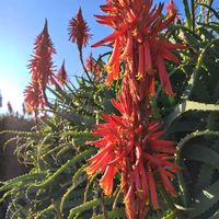 アロエ,多肉植物,山野草,群生,青空に映えての画像