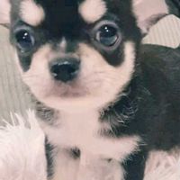 ノボタン,花のある暮らし,植物好きさんと繋がりたい,花に癒されて,no green,no life!の画像