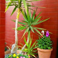 アリッサム,ストック,ユッカ,ビオラ・パンジー,玄関先の画像