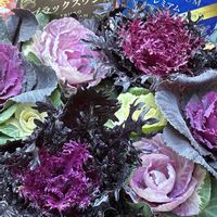 葉牡丹,ビオラ,アデニウム,アデニウム オベスム,ハボタン・光子の画像