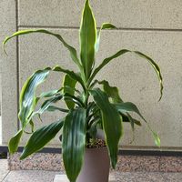 ドラセナ,ドラセナ　アルトロ,観葉植物,わが家の観葉植物❢,葉っぱ好きの画像