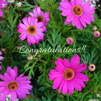 マーガレット,マンションの花壇,ピンクワールドへ ようこそ,素敵な日曜日,愛の花♡の画像