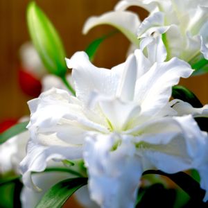 小さな庭,広い庭,テラス,家庭菜園,ベランダの画像