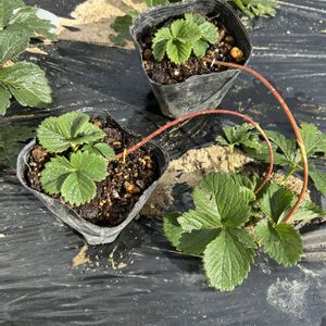 イチゴ,イチゴ,いちご,プランター,いつもありがとう♡の画像