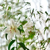 和室,小さな庭,広い庭,家庭菜園,ベランダの画像
