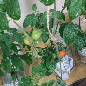 ミニトマト,家庭菜園,リビング・ダイニングの画像