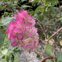 ブーゲンビリアの画像