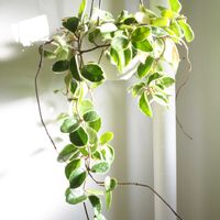 ホヤ・カルノーサ,観葉植物,ホヤ,グリーンインテリア,成長記録の画像