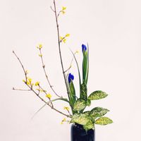 レンギョウ,アイリス,ドラセナ ゴッドセフィアナの画像