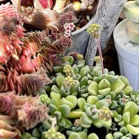 フェンウッド,ハオルチア オブツーサ,茜の塔錦,ブルビネ属　メセンブリアントイデス,クラッスラ姫稚児の画像