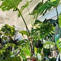 アンスリウム,ストレリチア,ドラセナ,モンステラ,アグラオネマの画像