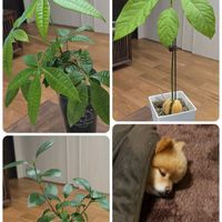 アボカド,パキラ,ガジュマル,室内,穏やかな時間の画像