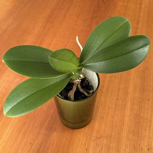 胡蝶蘭,胡蝶蘭,胡蝶蘭の新葉,胡蝶蘭の新根の画像