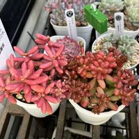多肉,オーロラ,レッドベリー,多肉植物,多肉大好きの画像