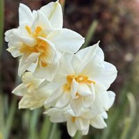 スイセン,マーガレット,ローズマリー,菜の花,フッキソウの画像