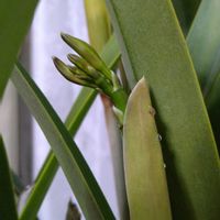 コチョウラン,シクラメン,ミニカトレア,ポトスライム,姫モンステラの画像