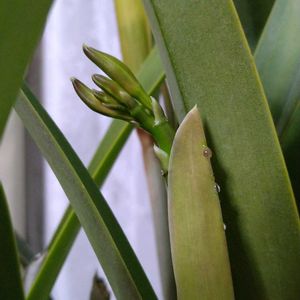 コチョウラン,シクラメン,ミニカトレア,ポトスライム,姫モンステラの画像