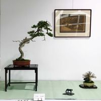 盆栽,インテリアの画像