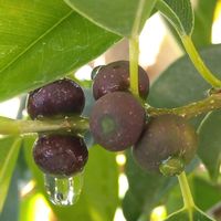 ベンジャミン,観葉植物,挿し木,癒し,緑のある暮らしの画像