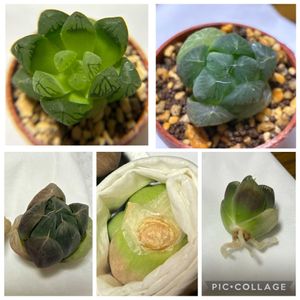 ハオルチア,ハオルチアゴースト,室内,根出し,GSのみなさんに感謝♡の画像