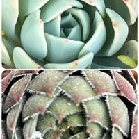 エケベリア,エケベリア,虹の玉,桜吹雪,秋麗の画像