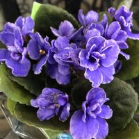 イワギキョウ,セントポーリア,ニンジン,ミヤマリンドウの画像