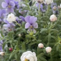 花かんざし,緑のある暮らし,狭いベランダ,朝のひととき,今日のお花の画像