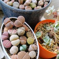 リトープスの画像