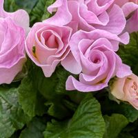 ダリア,ダリア,葉牡丹,葉牡丹,松野さんの変わり咲き桜草の画像