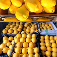 レモン,八朔,マイヤーレモン,リスボンレモン,スイートスプリングの画像