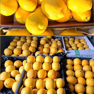 レモン,八朔,マイヤーレモン,リスボンレモン,スイートスプリングの画像