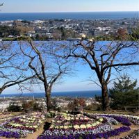 バージニアストック,バージニアストック,バラ,バラ,ユリオプスデージーの画像