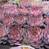 寄せ植え,多肉植物,葉挿し,リメ缶,多肉寄せ植えの画像