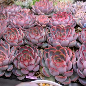 寄せ植え,多肉植物,葉挿し,リメ缶,多肉寄せ植えの画像