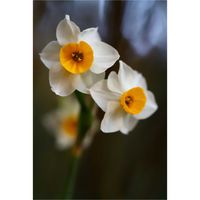 レウィシア,レウィシア,苔(コケ),苔(コケ),ニホンスイセンの画像