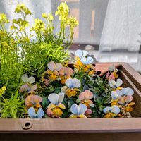 リナリア,ビオラの画像