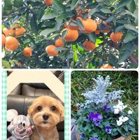 シクラメン,温州みかん,温州みかん,ワンワン祭り,いつも心に太陽をの画像