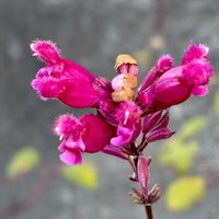 サルビア,サルビア・インボルクラータ,ローズリーフセージ,お出かけ先の画像