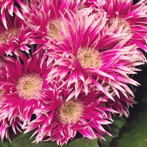 ガーベラ,ガーベラ スパイダー咲き,鉢植え,花のある暮らし,植物のある暮らしの画像