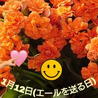 カランコエ,いつもありがとう♡,いつも、いいね!ありがとうございます(*´`)♡,今日は何の日,月曜日にビタミンカラーの画像