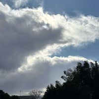 ミモザ,つぼみ！！,ミモザの蕾,夕焼け✨,斑入り万年青の画像