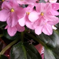 アザレア,アザレア,セントポーリア,セントポーリア,セントポーリアの画像