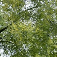 ミモザ,公園の画像