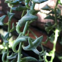 ドルフィンネックレスの画像