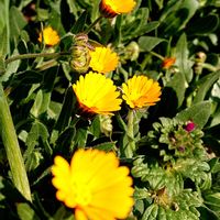 フユシラズ(カレンデュラ),野菜畑の野菜たち,雪の雲仙岳,雪の雲仙岳,我が家の畑の画像