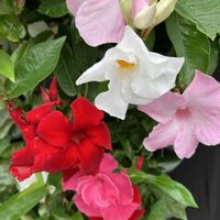 マンデビラ,マンデビラ,花撮りドライブ,撮影場所不明,何処かの展示場の画像