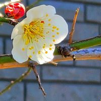 ウメ,ガザニア,サザンカ,スイセン,ロウバイの画像